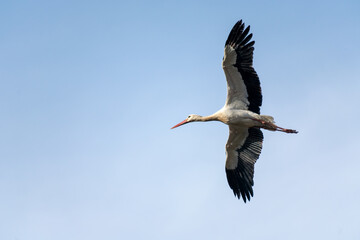 White Stork (Ciconia Ciconia) Flying