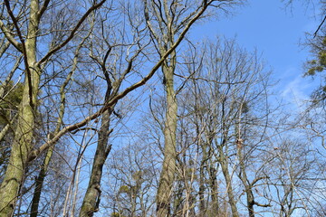 Trees without leaves in an old park.