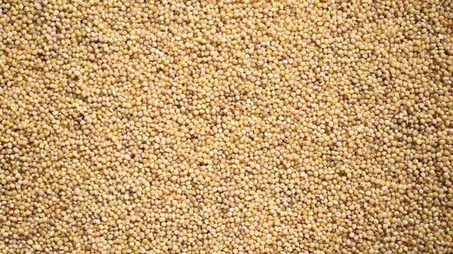 Raw whole dried Foxtail millet