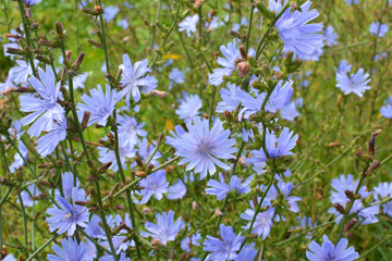 Blossom chicory (Cichorium intybus)