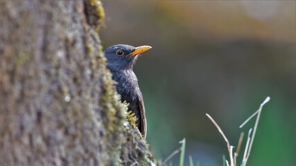 bird, natur, wild lebende tiere, schnabel, tier,