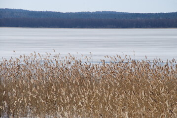 reeds ice and water on a wide river. On a sunny spring day, dry tall yellow reeds grow from the ice...