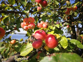 red apples on a tree in late summer