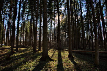 Pre-sunset rays of the spring sun in a pine forest.