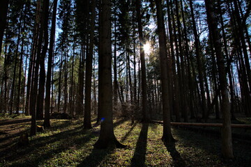 Pre-sunset rays of the spring sun in a pine forest.