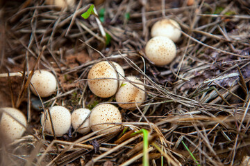 Puffball mushroom