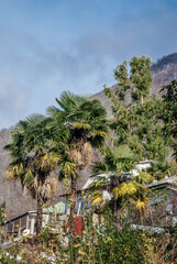 Fototapeta na wymiar Chinese Windmill Palm (Trachycarpus fortunei) in park, Abkhazia