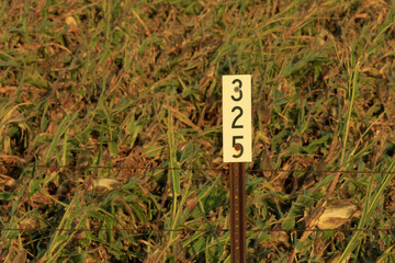 close-up of a cornfield field marker number