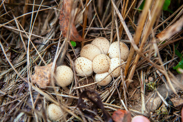 Puffball mushroom