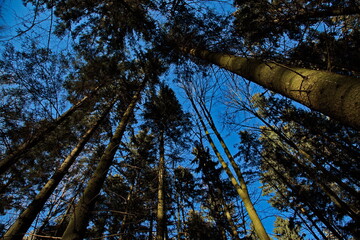 Pre-sunset rays of the spring sun in a pine forest.