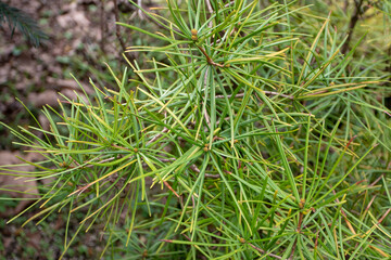 Naklejka na ściany i meble Sciadopitys verticillata or umbrella pine plant