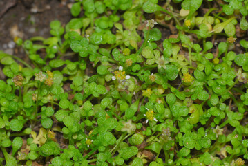 Nananthea perpusilla, margherita piccolissima