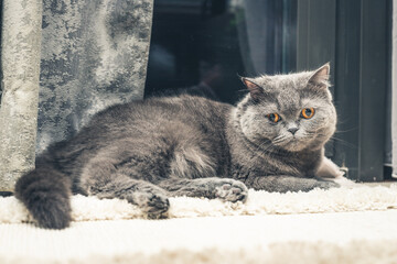 A British Shorthair Grey Cat Relaxing at Home
