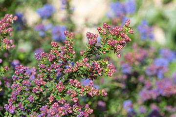 Obraz premium Close up of buds on a California lilac (ceanothus) shrub