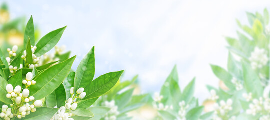 Orange flowers, buds and fruits spring horizontal background. Neroli blossom.