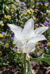 Fototapeta premium Lily-flowering Tulip (Tulipa hybrida) in park