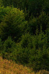 vertical abstract nature hillside wild grass is contrasting dark green pine trees