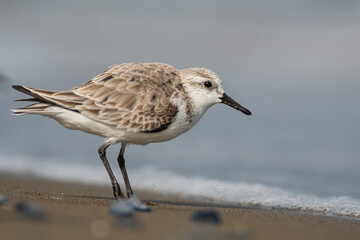 Sanderling (Calidris alba) in the beach eating, in the Ebro Delta
