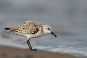 Sanderling (Calidris alba) in the beach eating, in the Ebro Delta
