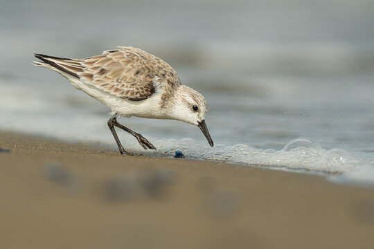 A sanderling (Calidris alba) in the beach