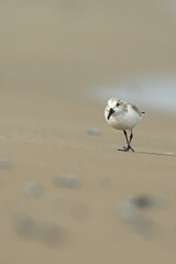 Sanderling (Calidris alba) in the beach eating, in the Ebro Delta