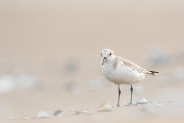 Sanderling (Calidris alba) in the beach eating, in the Ebro Delta