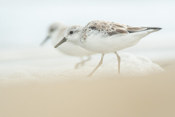 Sanderling (Calidris alba) in the beach eating, in the Ebro Delta