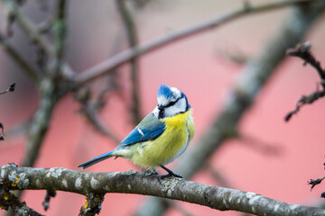 Blue tit (Parus caeruleus) sits on the branch , blur greenish background