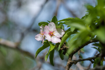 Pink almond blossom on an almond tree. Flowering almonds in the spring garden. Prunus dulcis.