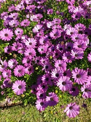pink flowers in the garden