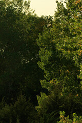 Close up of backlit trees in the afternoon sun