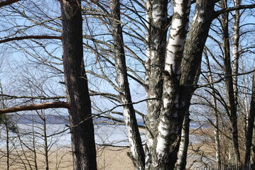 Several trees grow on the banks of the river. The trunks of large birch and aspen trees grow next...