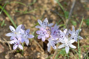 Prospero corsicum, Scilla corsica 