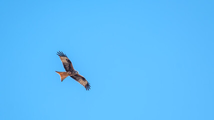 Milan in flight