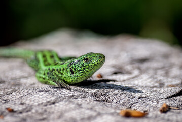 Sand Lizard (Lacerta agilis) male in garden, Central Russia