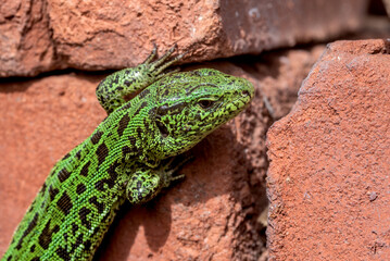 Sand Lizard (Lacerta agilis) male in garden, Central Russia