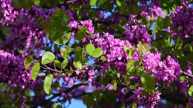 Flowering Judas tree moves in the wind. Spring season