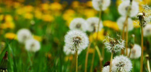 Green spring lawn with dandelion flowers and daisies. White dandelions on a background of yellow flowers.