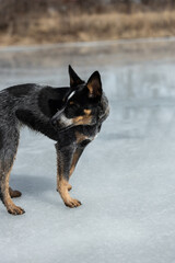 dog standing on a frozen pond looking off into the distance