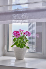 Blooming houseplant Pelargonium regal in a white pot stands on a window sill
