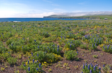 Obraz premium View of St. George Island, Pribilof Islands, Alaska, USA
