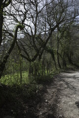 Basque countryside in a summer day