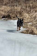 dog running toward the camera on a frozen pond winter grasses