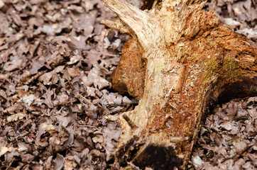 Old tree trunk in the woods