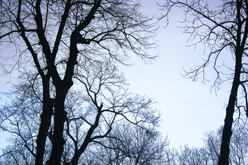 Silhouette of bare black trees without leaves against the blue light sky background. Contrasting image of tree branches and trunk in spring, fall, winter. Tree tops crown from the bottom up.