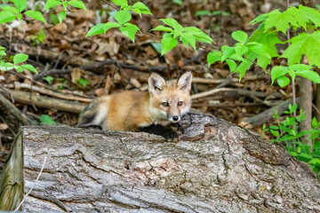 Red fox kit resting on a log with trees in the background - June 2020, Canada