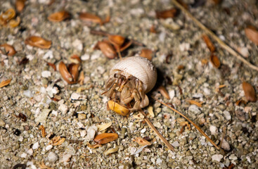 hermit crab feeding under the palm trees on thr send