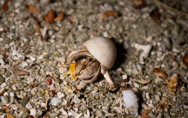 hermit crab feeding under the palm trees on thr send