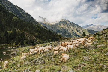 Fototapeta na wymiar Cows with bells around their necks graze high in the mountains in the Pyrenees