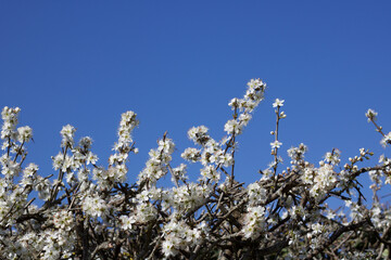 White cherry blossom against bright blue sky with copy space